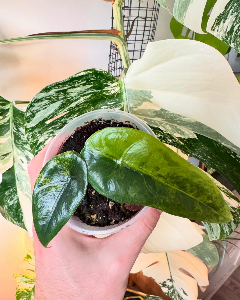 Eine seltene Alocasia Variegata. Alocasia Venusta Variegata