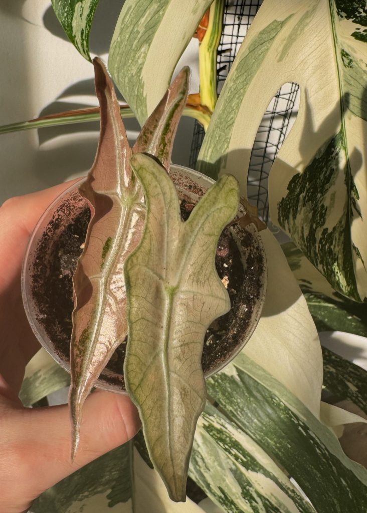 Eine seltene Alocasia Variegata. Alocasia Nobilis Pink Variegata