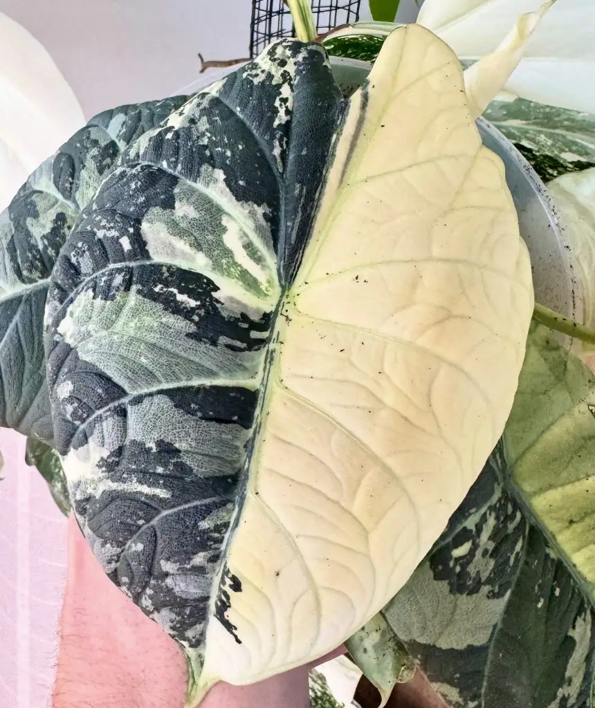 Eine seltene Alocasia Variegata. Alocasia Maharani Albo Variegata