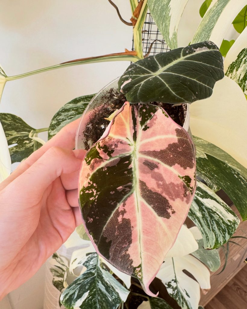 Eine seltene Alocasia Variegata. Alocasia Black Velvet Pink Variegata