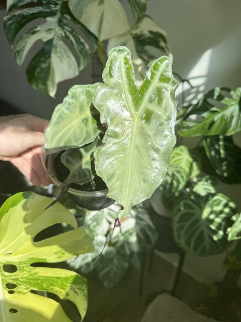 Eine seltene Alocasia Variegata. Alocasia Venom