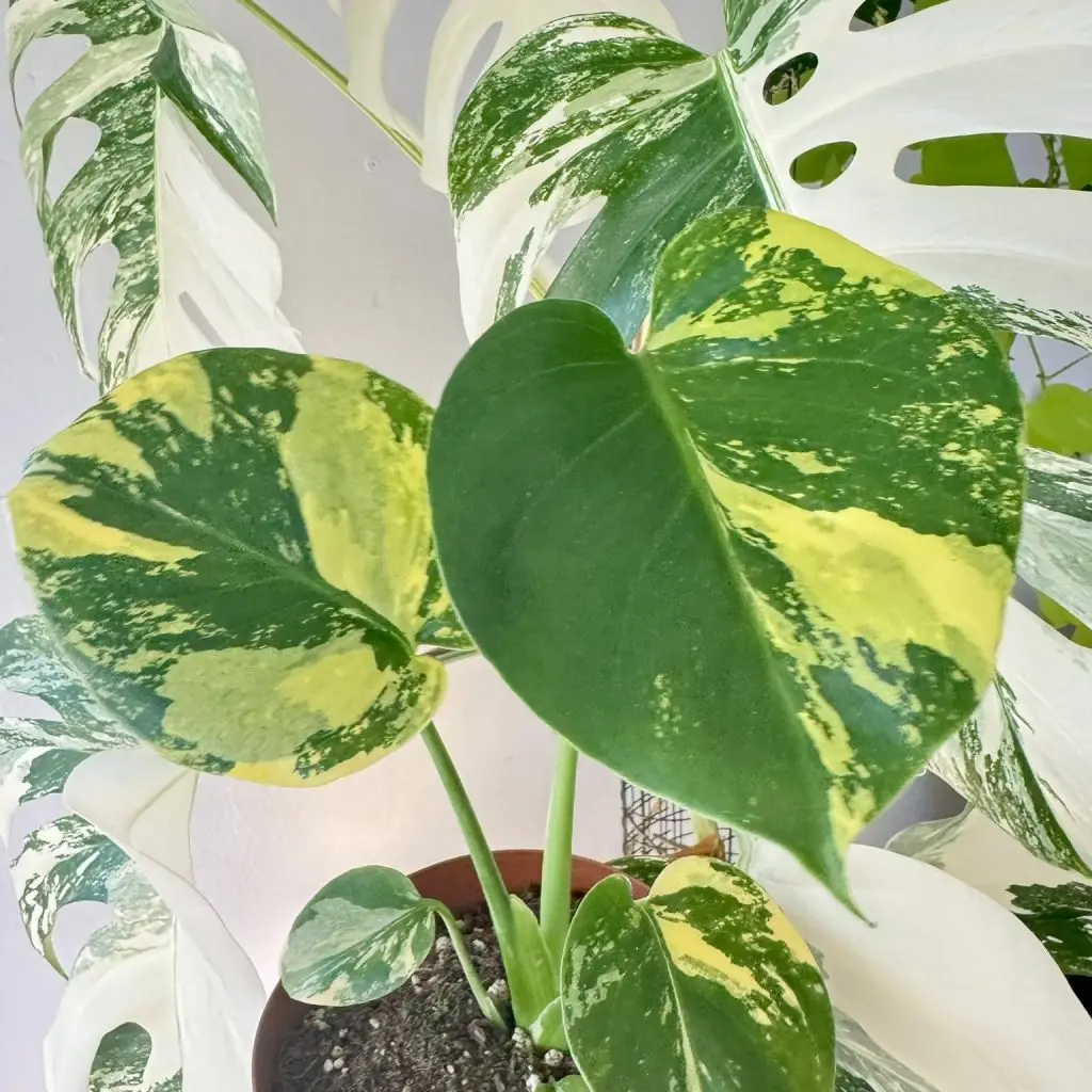 Eine seltene Monstera. Monstera Pom Pom Variegata
