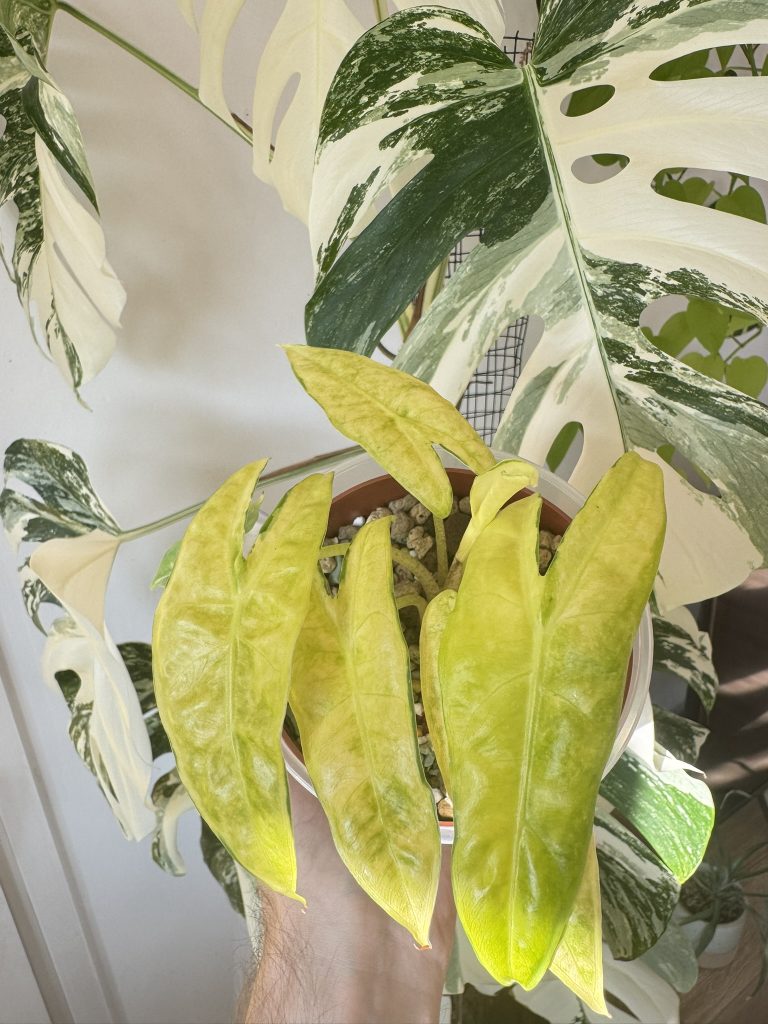 Eine seltene Alocasia Variegata. Alocasia Longiloba Lava Variegata