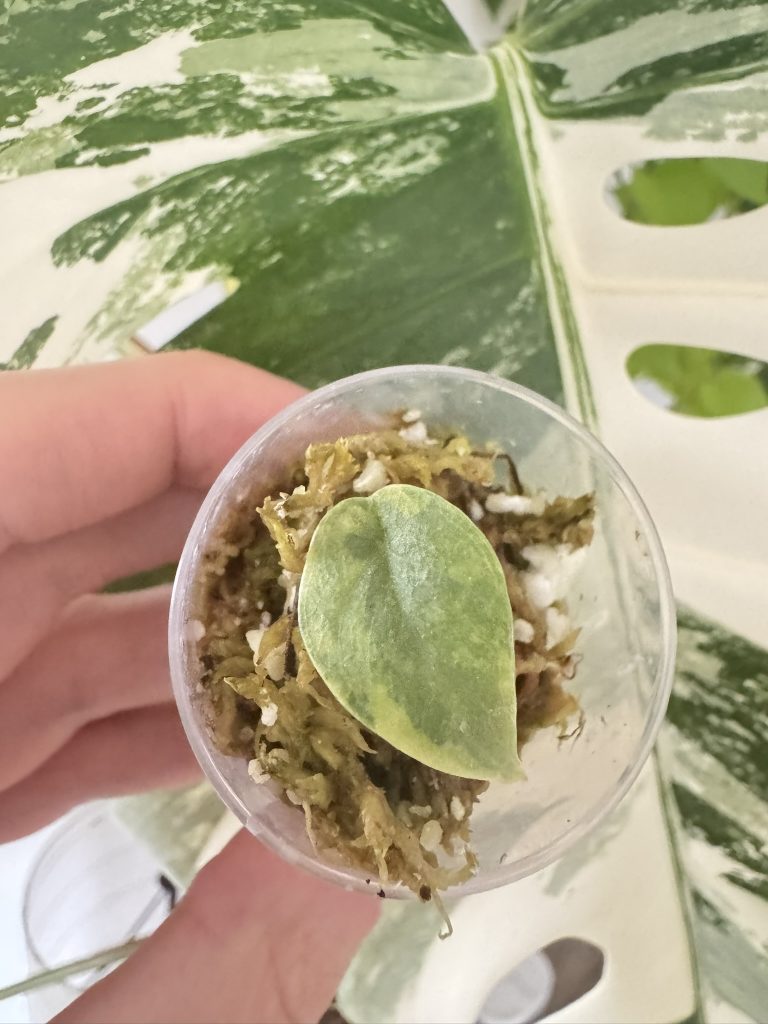 Eine seltene Alocasia Variegata. Alocasia Melo Aurea Variegata